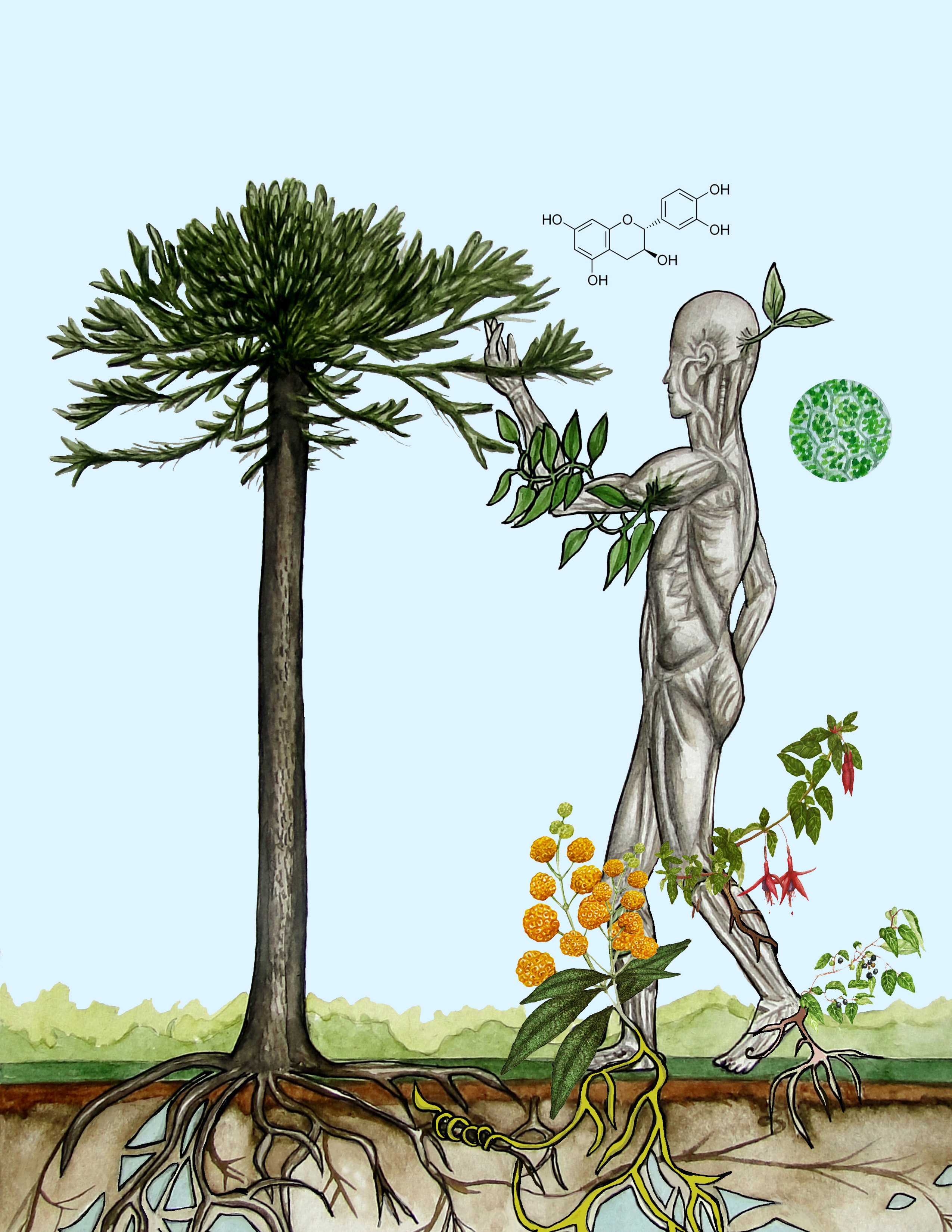  Fitoterapia : química, cultura y regulación con nuestro patrimonio CMDMA26-2